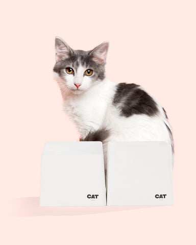 Cat Grooming Tools