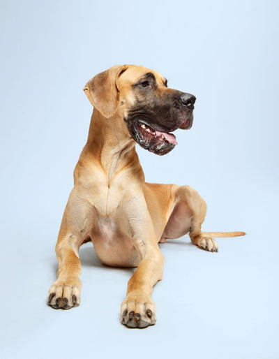 DOG by Dr Lisa US DOG by Dr Lisa US