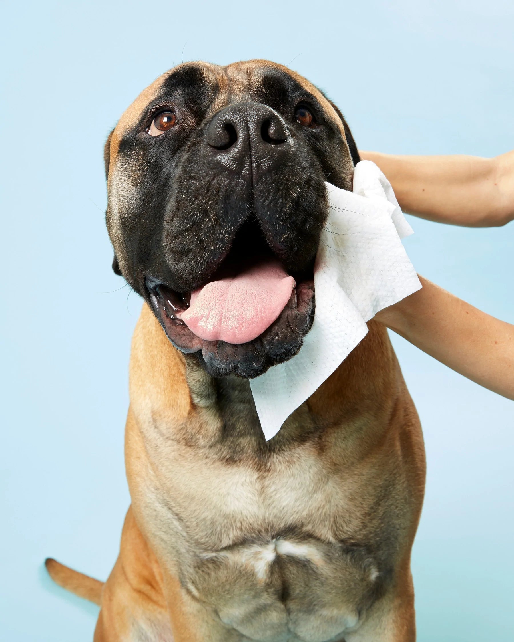 Wipes to online clean dogs